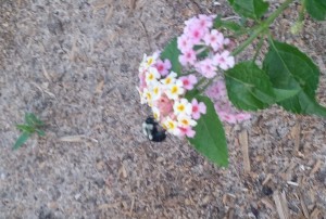 A bumblebee watching me plant more flowers this morning just after sunrise